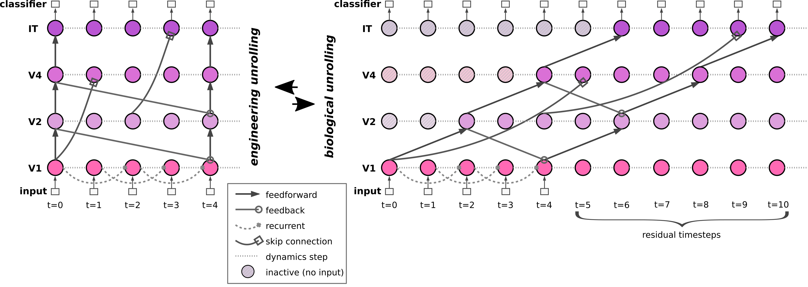 Engineering vs Biological Time Unrolling